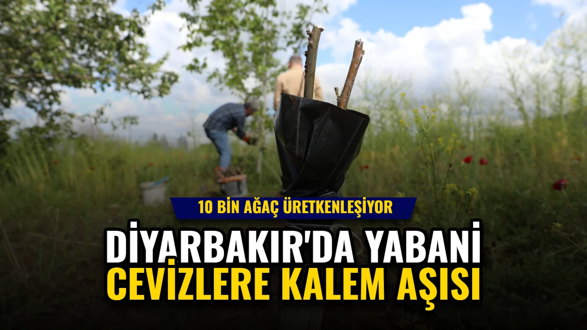 Diyarbakır'da Yabani Cevizlere Kalem Aşısı: 10 Bin Ağaç Üretkenleşiyor