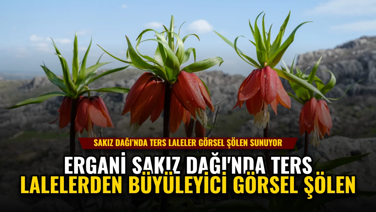 Ergani Sakız Dağı'nda Ters Lalelerden Büyüleyici Görsel Şölen