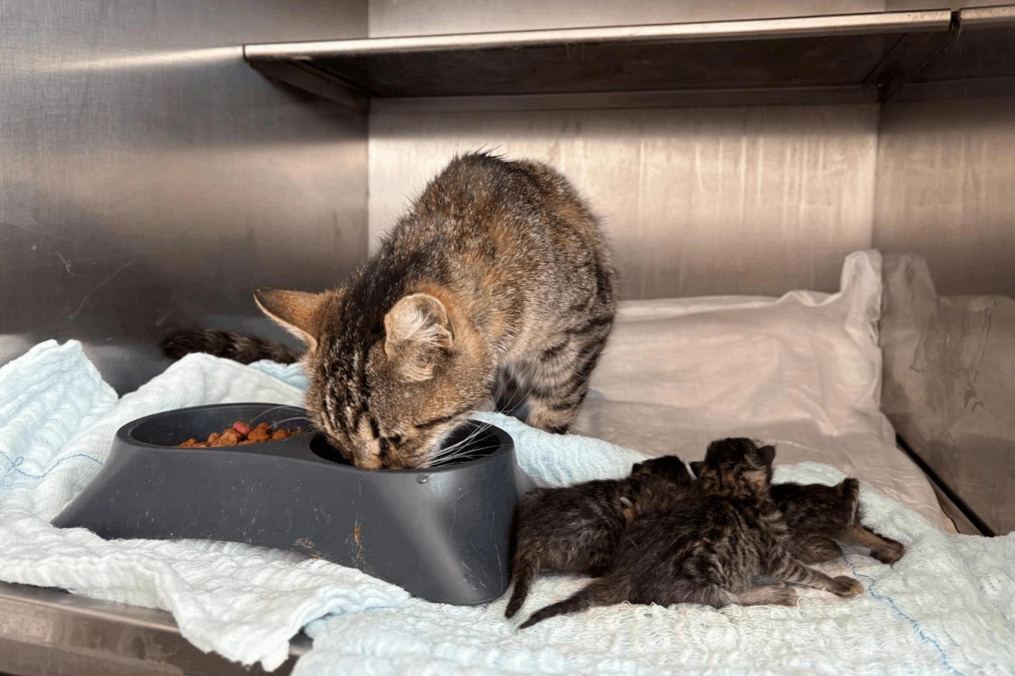 Balıkesir itfaiyesi doğru zamanlamayla hayat kurtardı